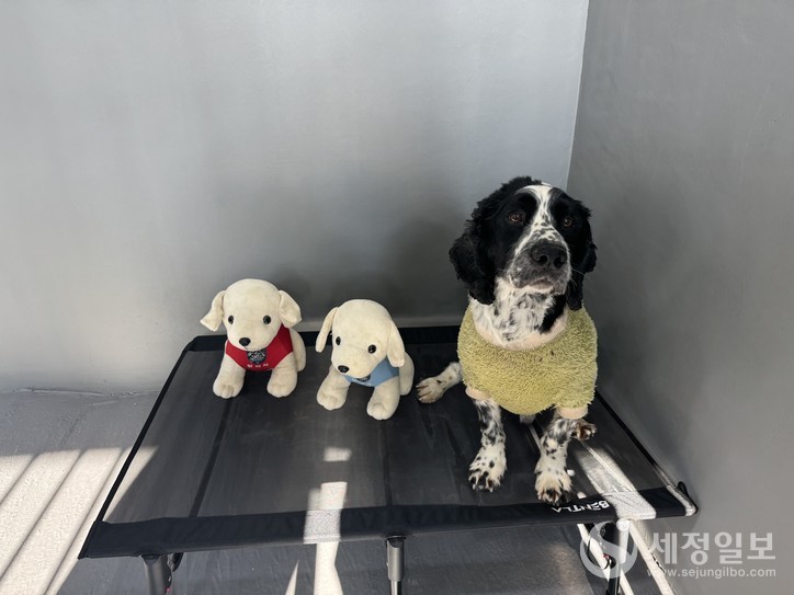 은퇴견 전용견사(실내)