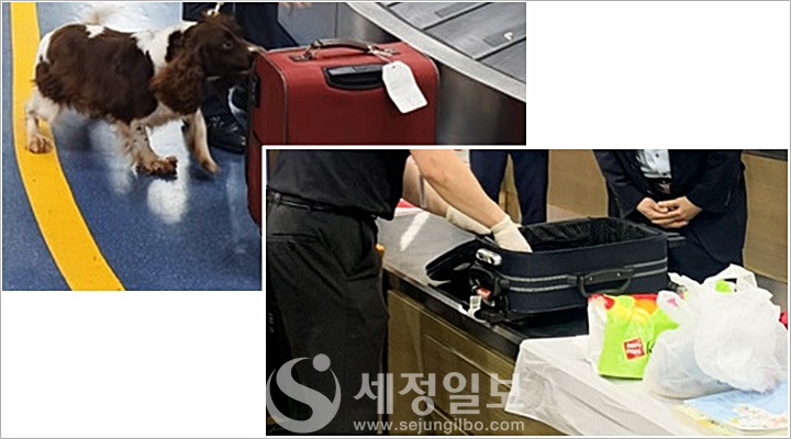 마약검사 [사진: 관세청]